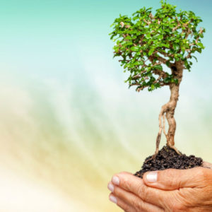 12 motivi per piantare un albero
